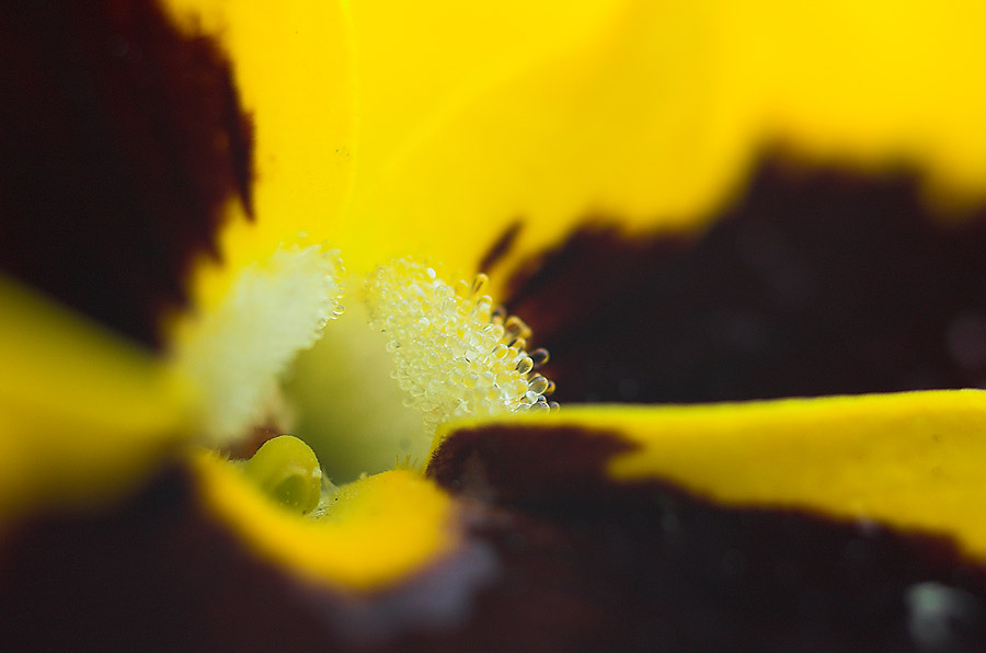 Długosiedlne kwiatuszki i robaczki - Zdjęcie 6 z 9